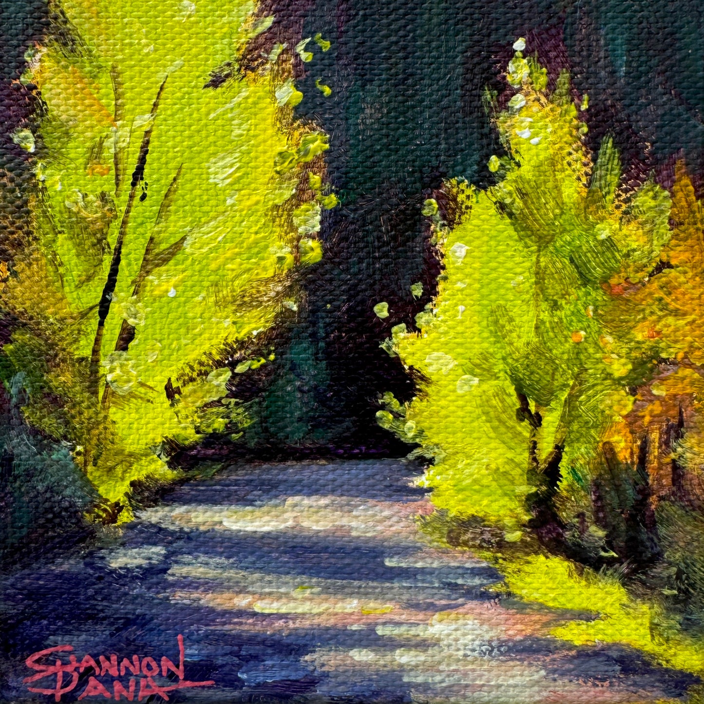 Awash with Morning Light by Shannon Dana