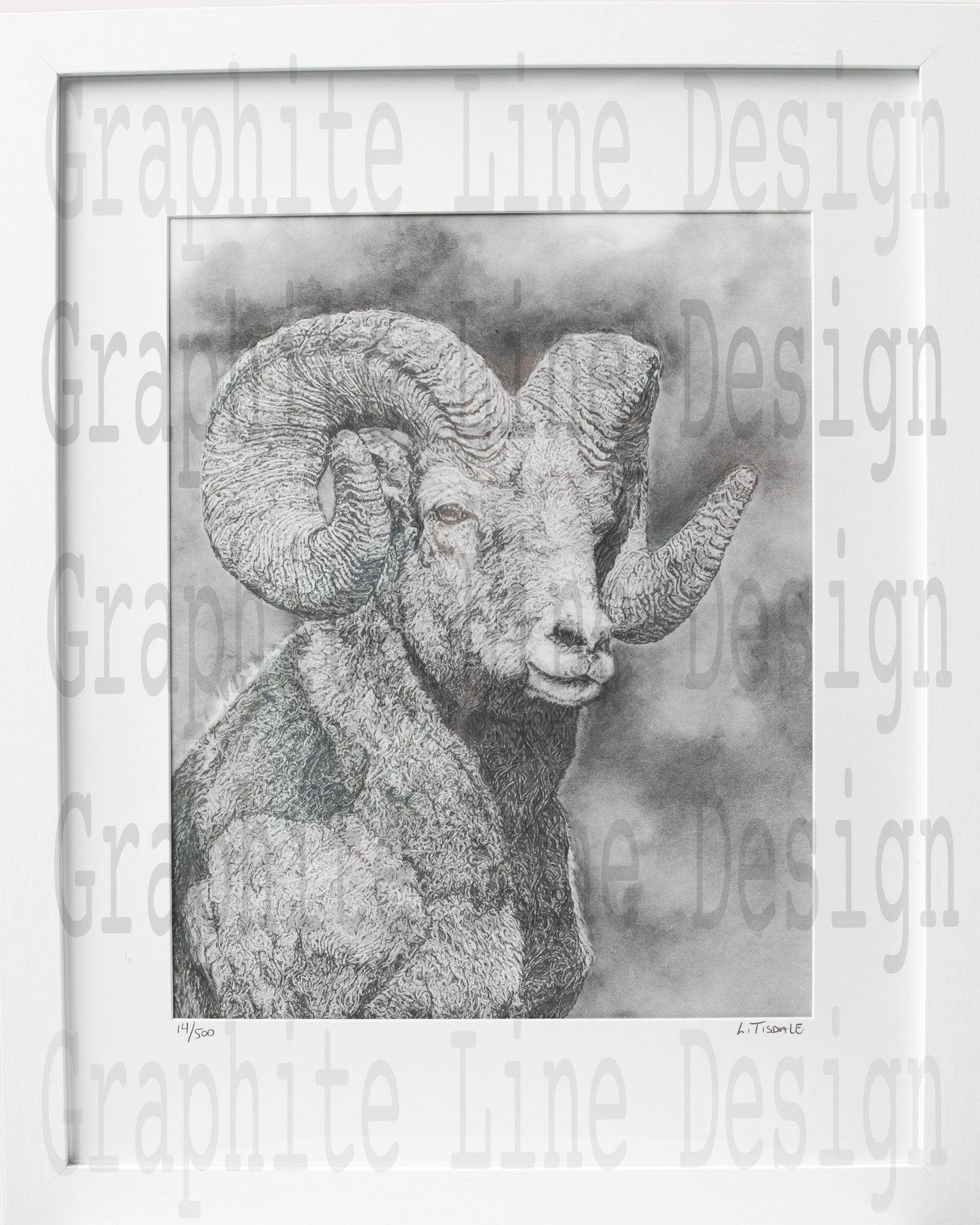 Bighorn Sheep Print by Laura Tisdale