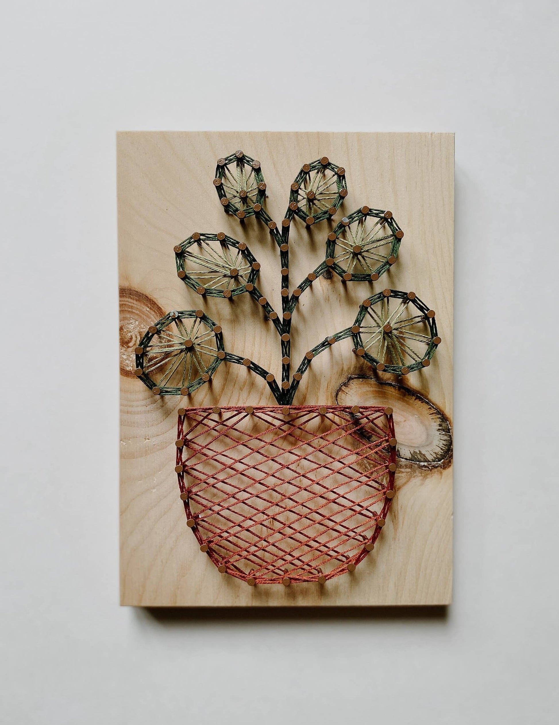 air plant string art Pilea Plant String Art (DIY Kit) – Maple Seed Collective