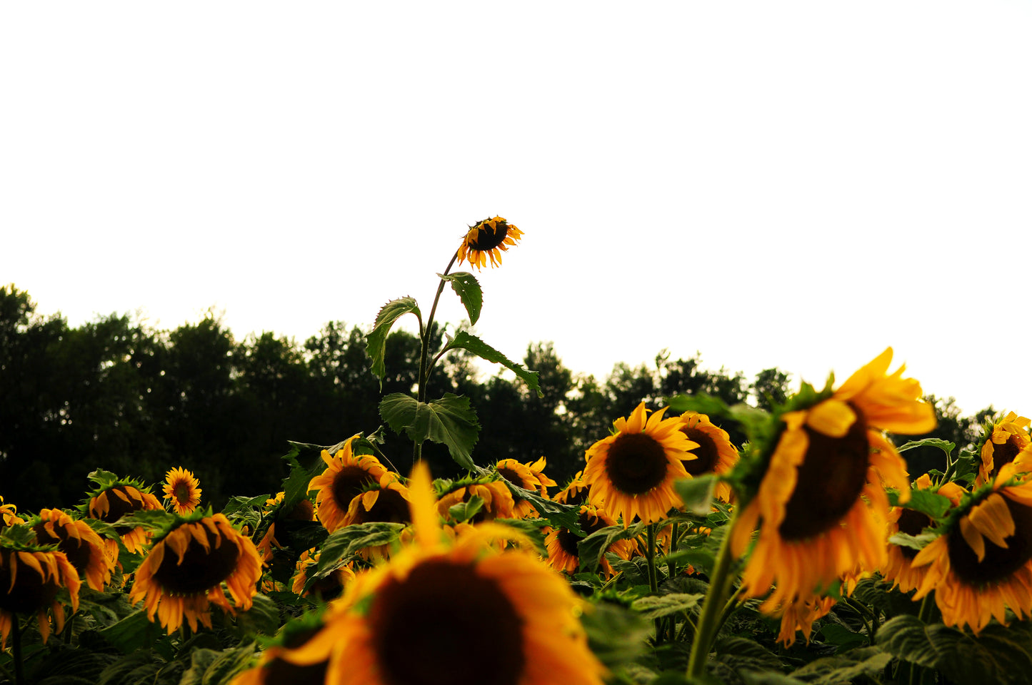 Stand Tall (Framed Photograph 11x14)