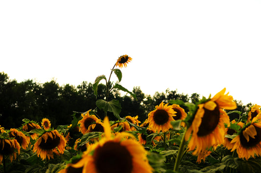 Stand Tall (Framed Photograph 11x14)