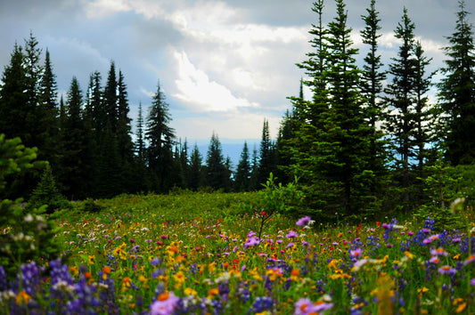 Trophy Mountain Alpine Meadow (Framed Photograph 8x10)