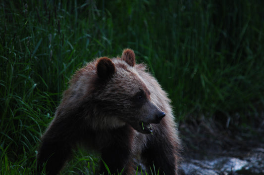 Baby Grizzly Bear (Metal Print Photograph 8x12)