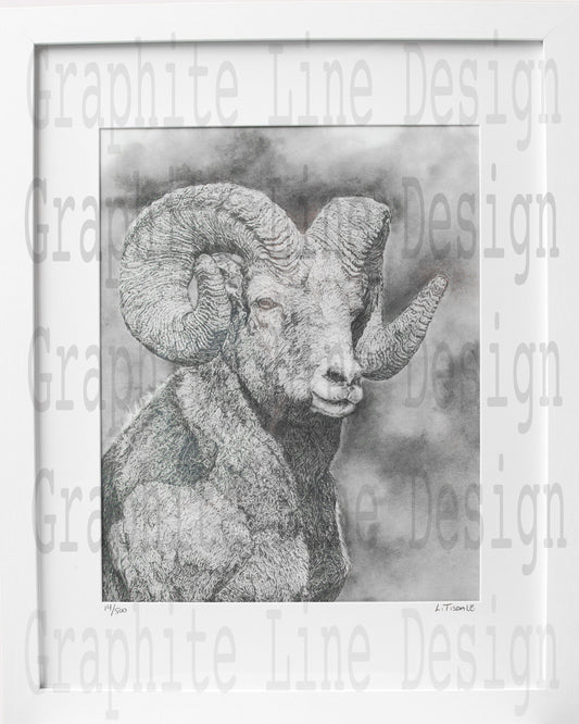 Bighorn Sheep Print by Laura Tisdale