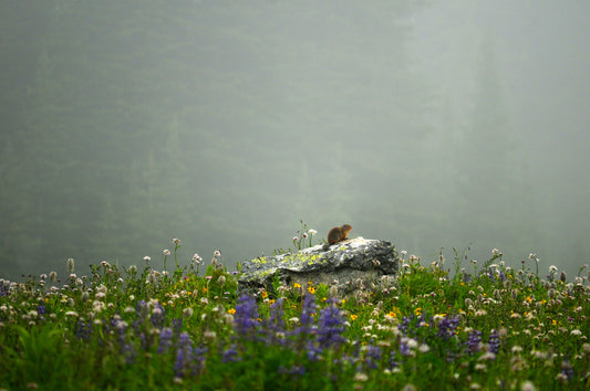 Marmot in the Sub-Apline (Metal Print Photograph 8x12)