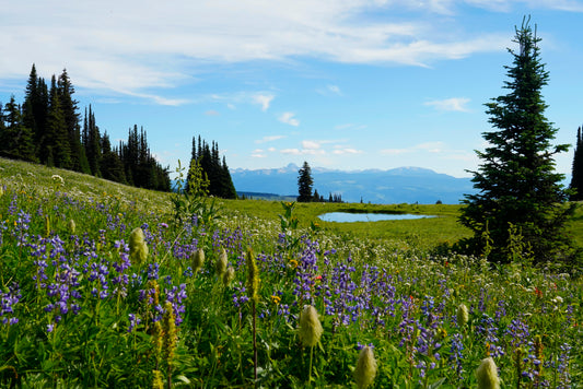 Trophy Mountain Pasqueflower with View (Framed Photograph 8x10)