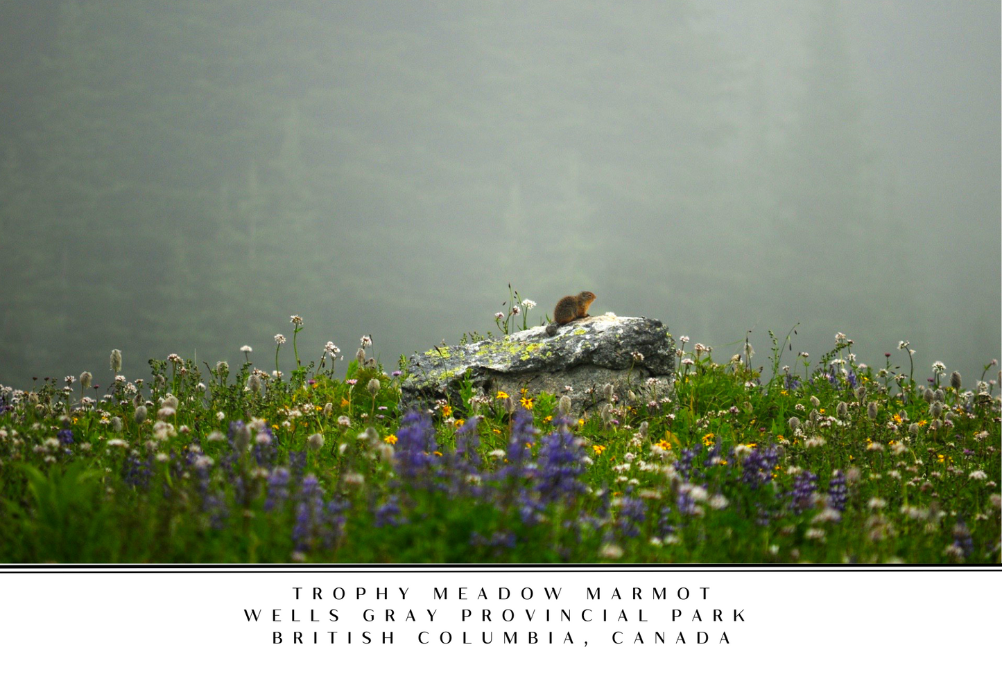 Wells Gray Postcard